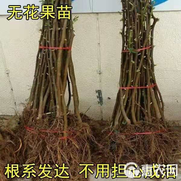 波姬红无花果苗 