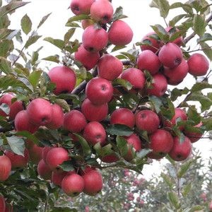 平邑县短枝型红富士苹果树苗 1~1.5米