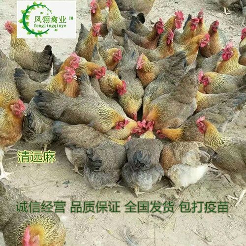 东兴市广东清远鸡鸡苗 