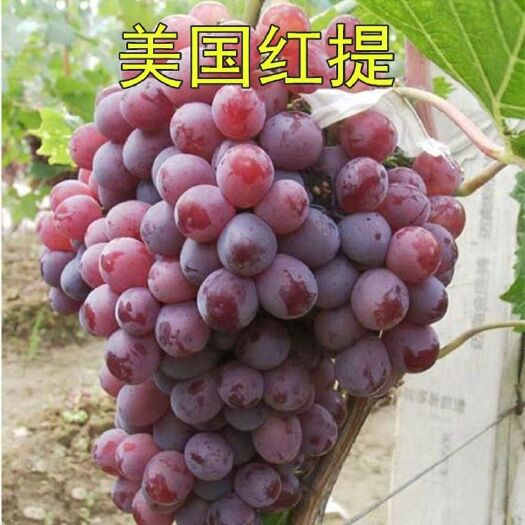 肥城市美国红提苗 