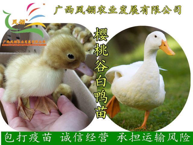 南宁白鸭苗 樱桃谷