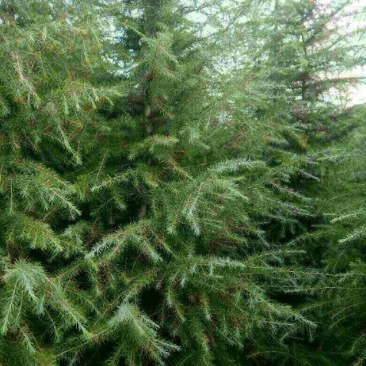 汝南县乔木雪松 