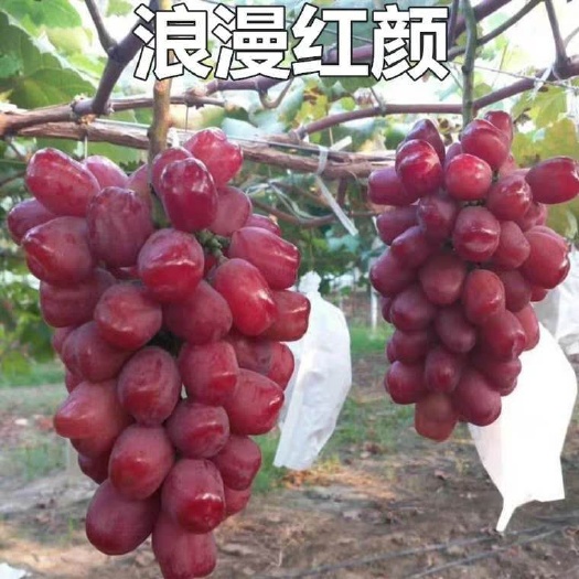 肥城市浪漫红颜葡萄苗 
