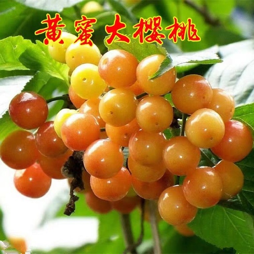 肥城市黄蜜樱桃苗 