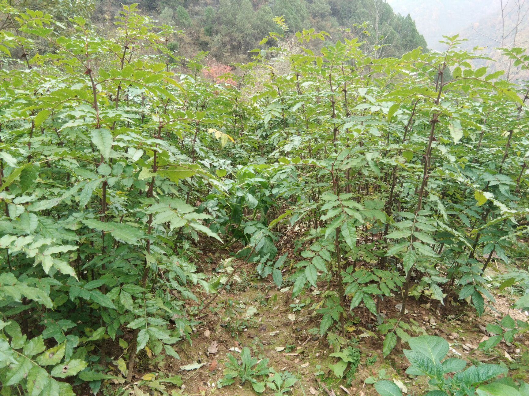 大红袍花椒苗 