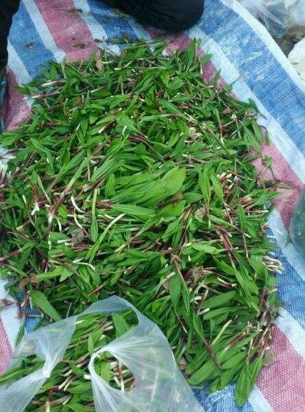 饶河县茖葱 山葱