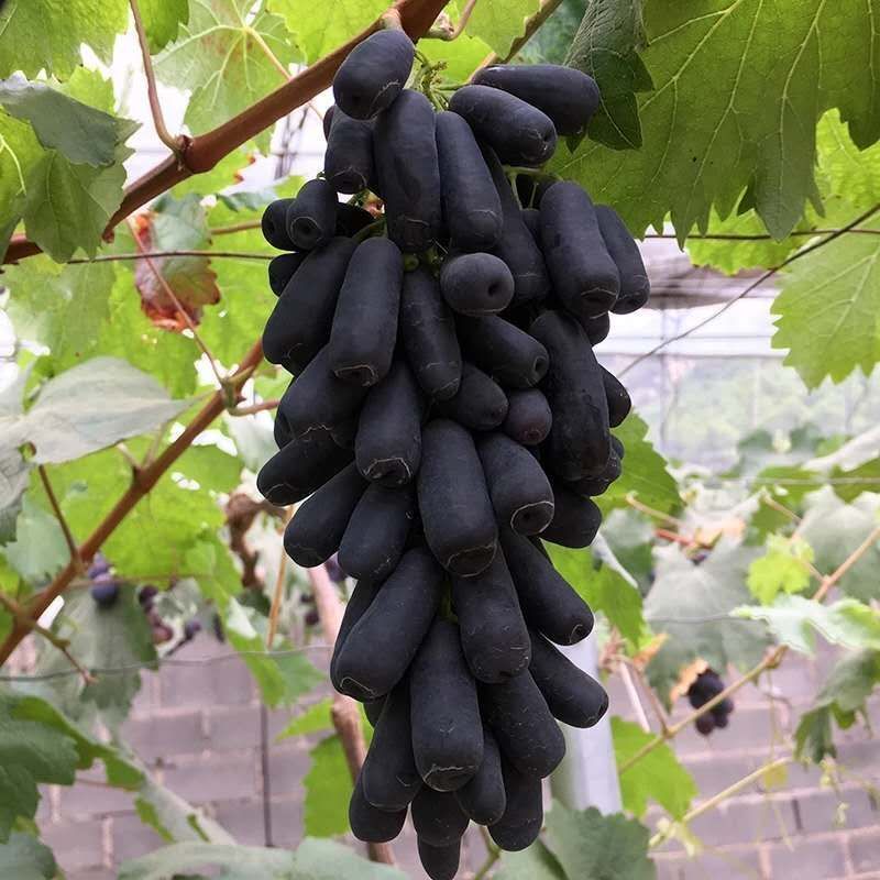 蓝宝石葡萄苗 
