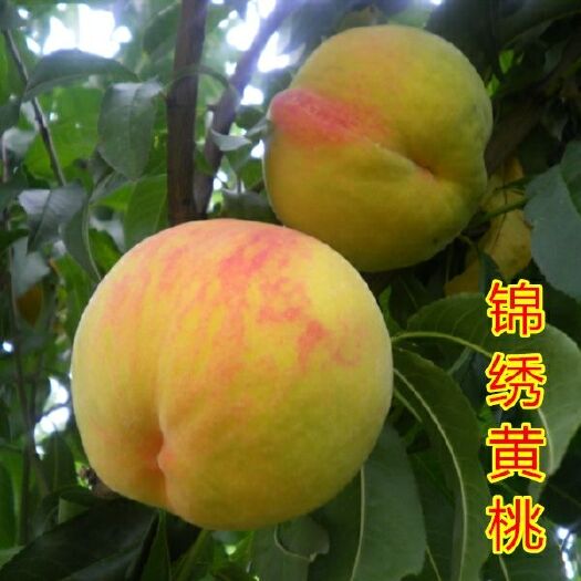 平邑县锦绣黄桃苗 0.5~1米 