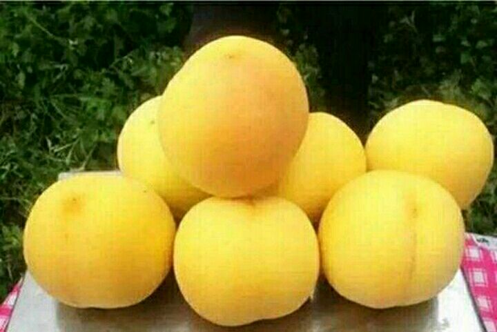 黄金蜜桃树苗 1~1.5米 