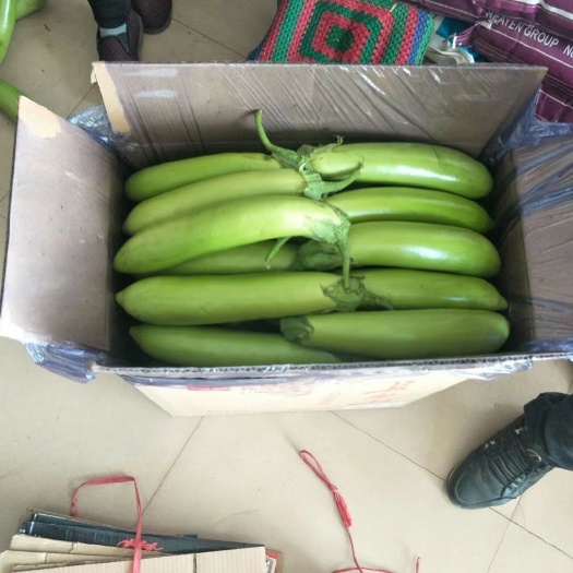 北镇市绿长茄 20~30cm 长茄 