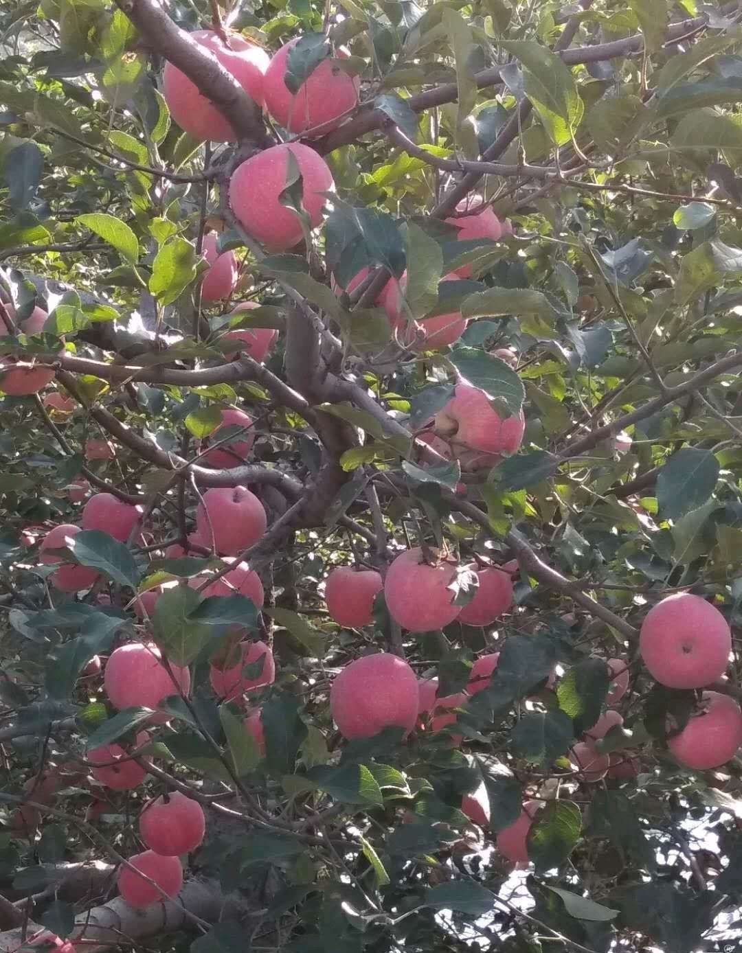  红富士 苹果 条红 片红 鲜果 现摘