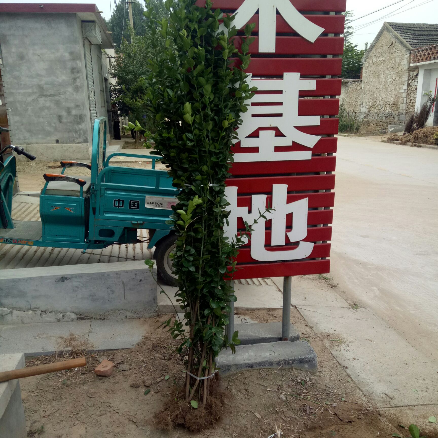 大叶黄杨 