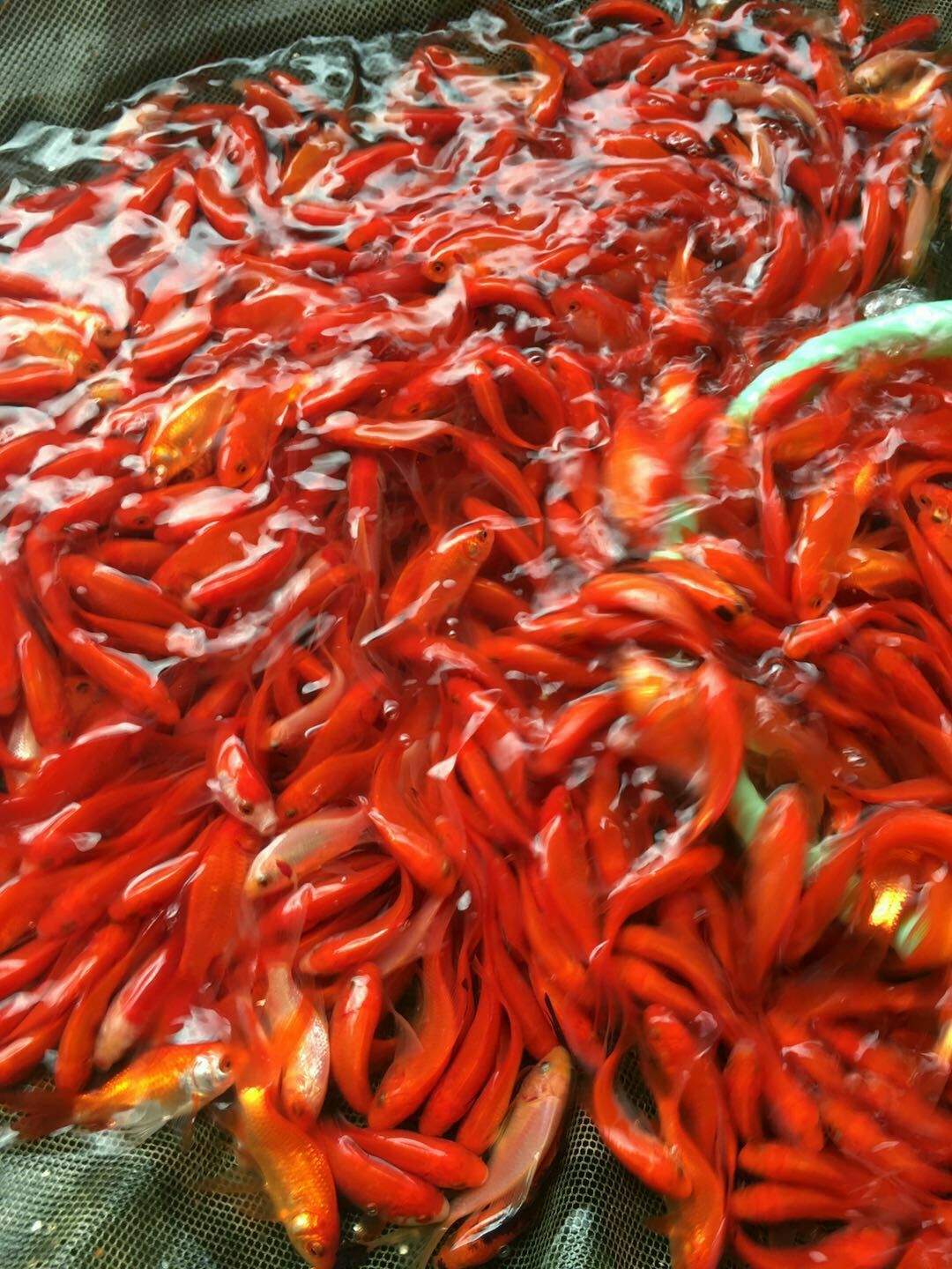 廣州紅鯉魚 人工養殖 0.5公斤以下