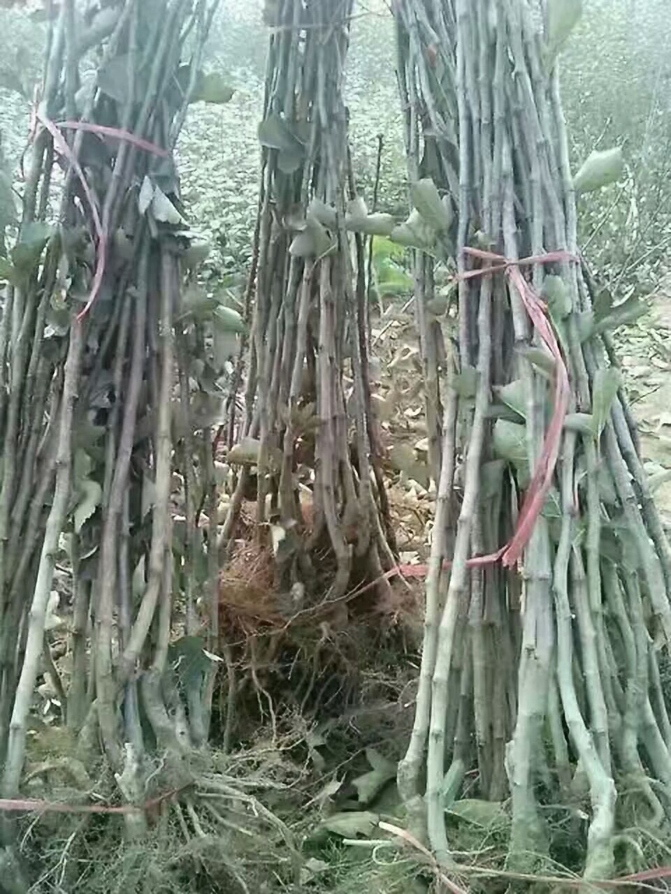 大五棱山楂苗   大金星山楂树苗批发商