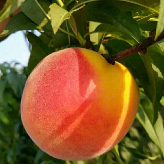 平邑县黄金蜜桃树苗 1~1.5米 