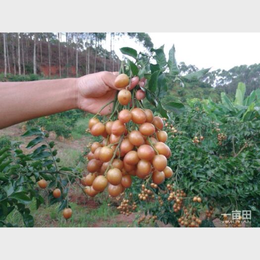 灵山县黑黄皮果苗
