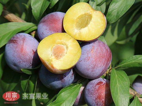成都脆红李苗 