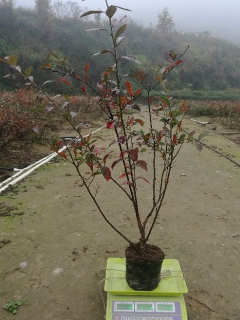 台江县 精品蓝莓苗