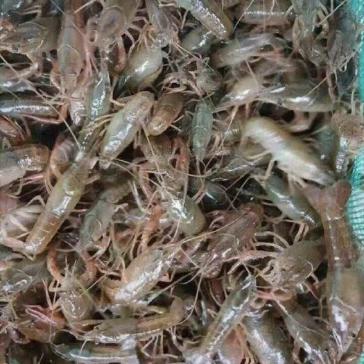 灌云县龙虾苗 
