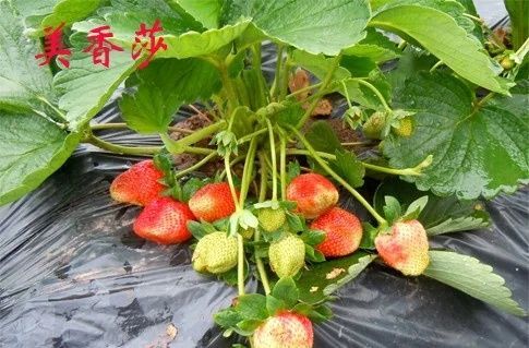 肥城市美香莎草莓苗 品种保证 包活