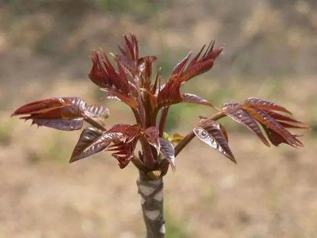 安化县红香椿芽 6~9cm 