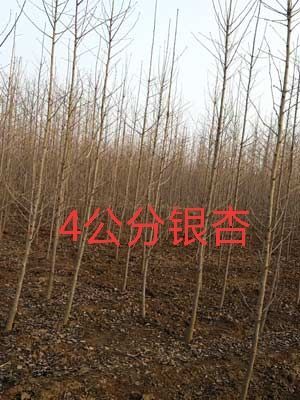 泰安银杏实生苗 