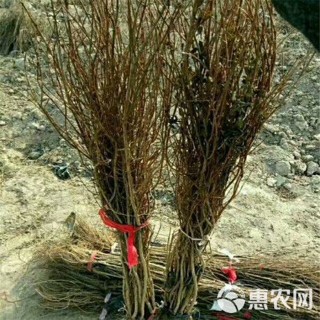 花石榴 石榴大汁液口感好