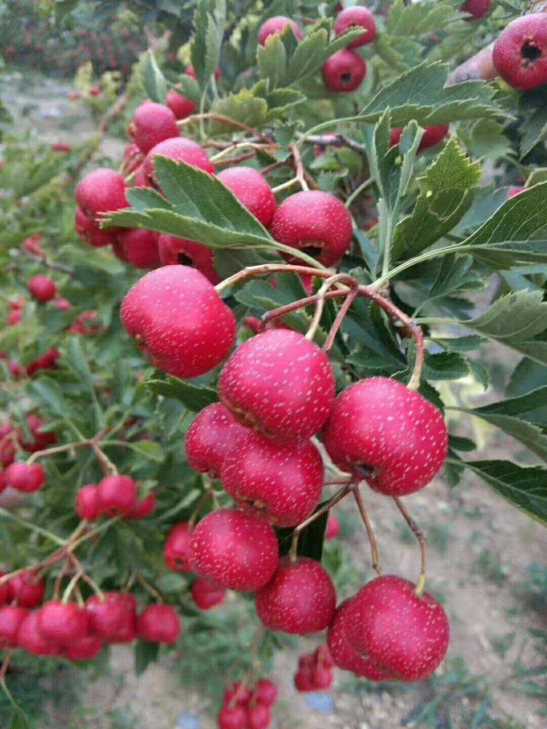 大绵球山楂树苗 