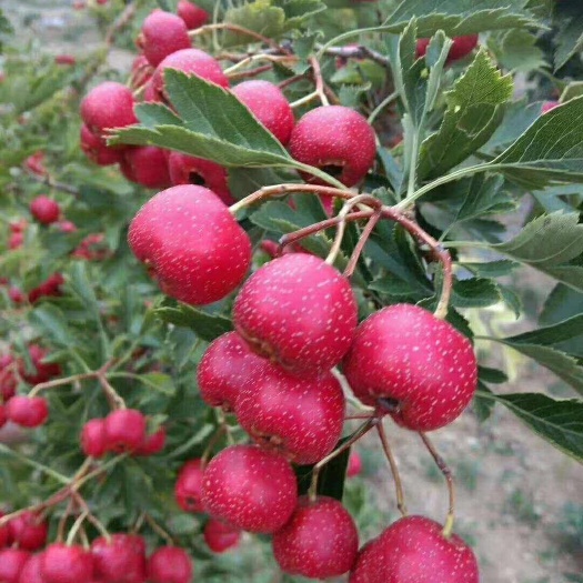 平邑县大绵球山楂树苗 