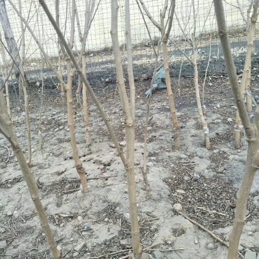 泊头市黑珍珠桑树苗 占地苗