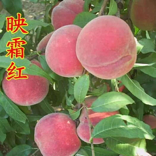 平邑县映霜红桃苗 0.5~1米 
