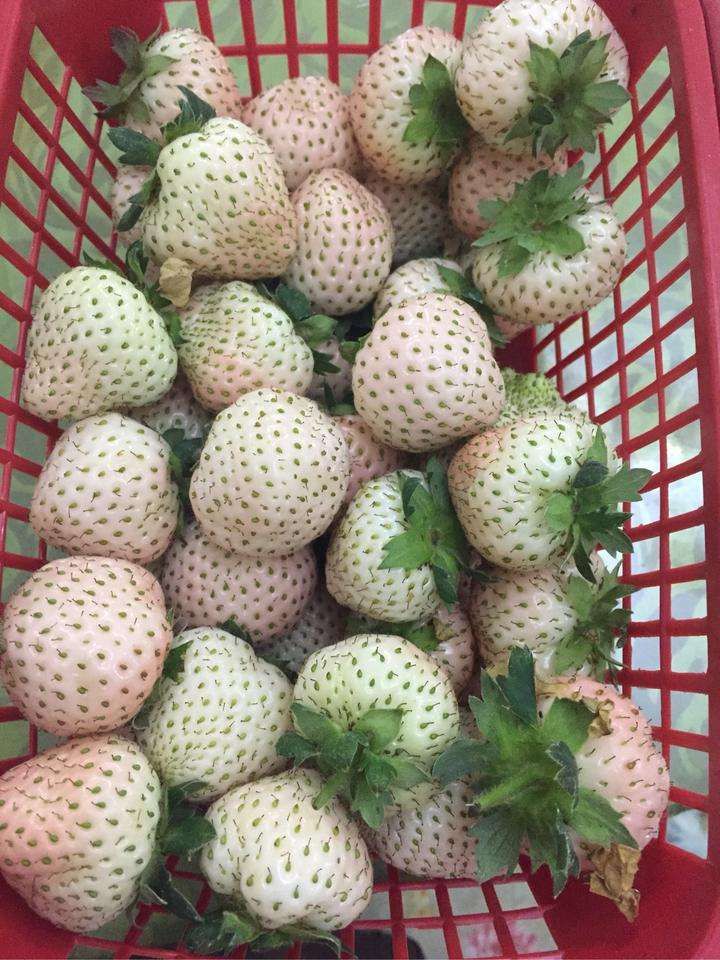  桃熏草莓苗，小白草莓苗，品种纯正，全程免费技术指导