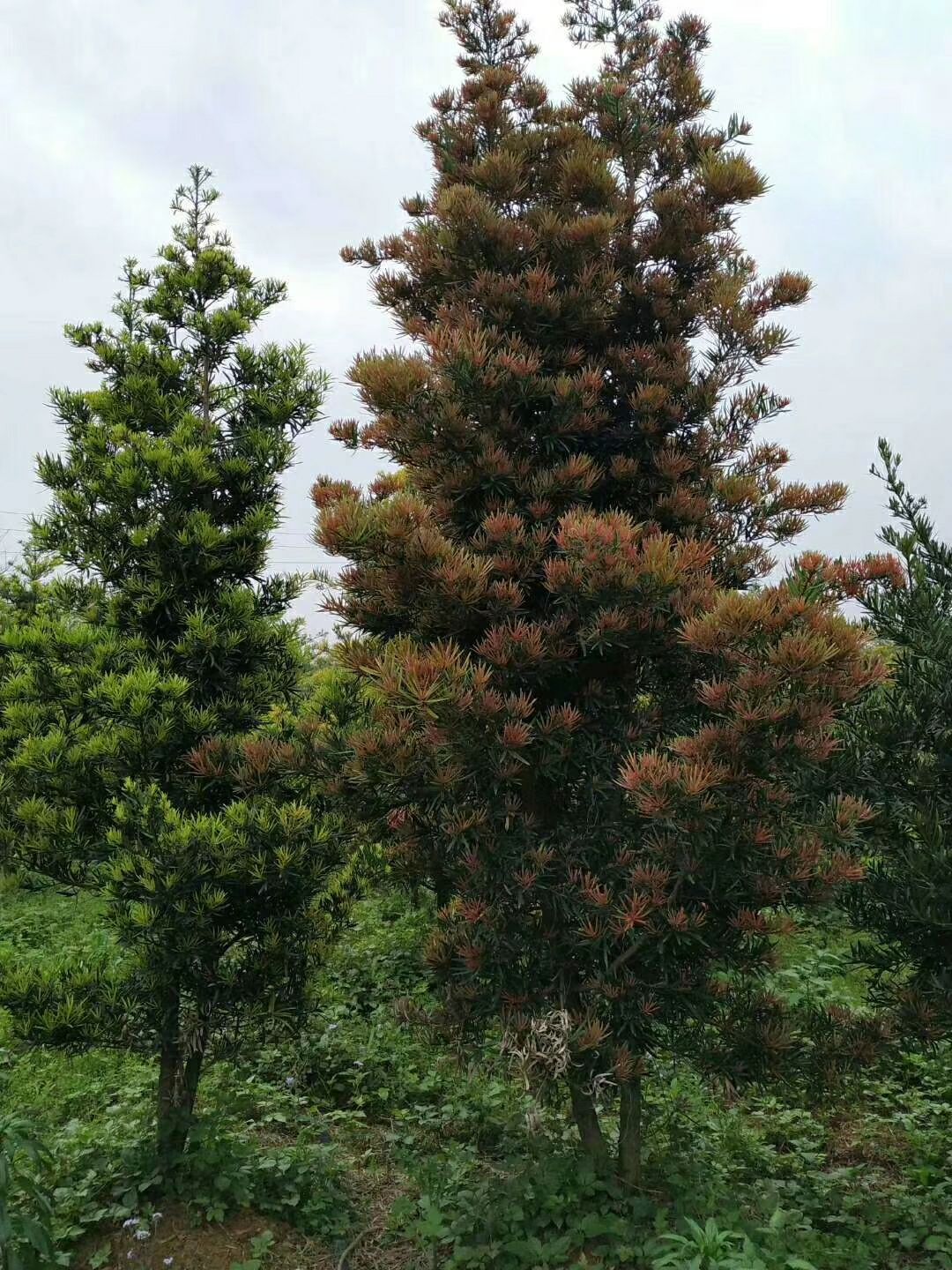 海南罗汉松  四季红芽海南罗汉松
