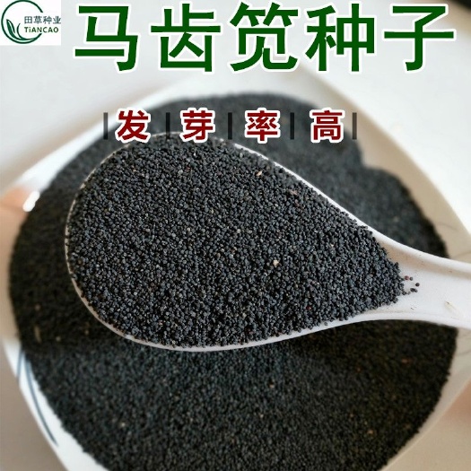 辛集市马齿苋种子 优质马齿笕种籽，已测试发芽率当年新种子