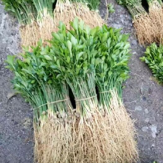 阳朔县积壳芽苗