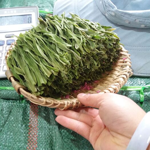 通海县贡菜 