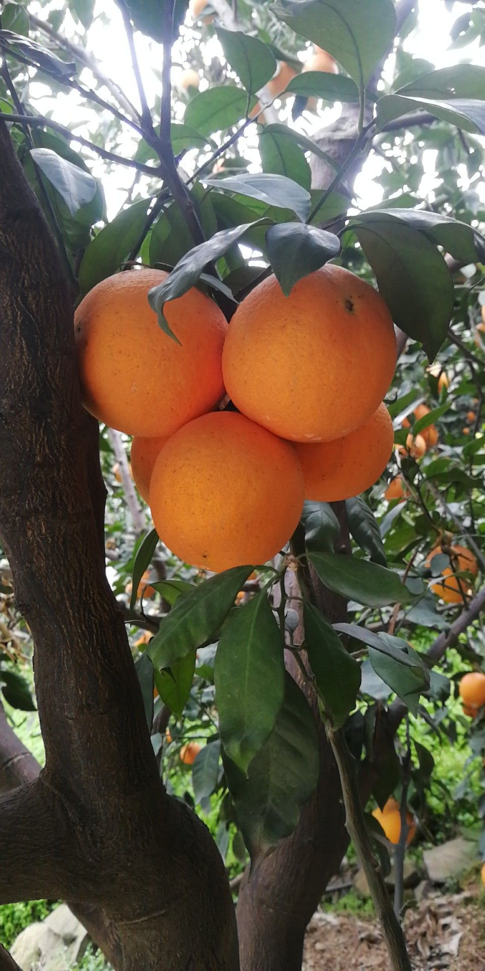 秭归县伦晚脐橙，皮薄肉厚水份充足纯甜，挂树鲜果，果园地头看货采摘