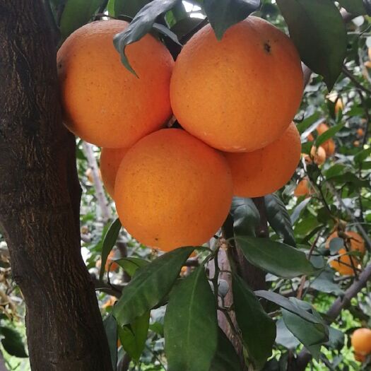 伦晚脐橙，皮薄肉厚水份充足纯甜，挂树鲜果，果园地头看货采摘