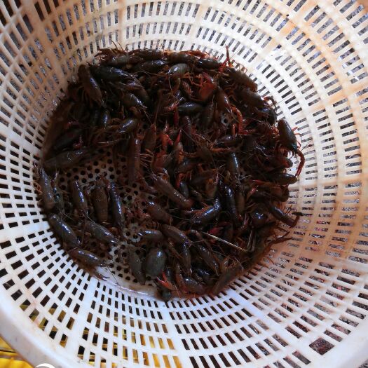 重庆市青壳小龙虾 4-6钱 人工养殖 
