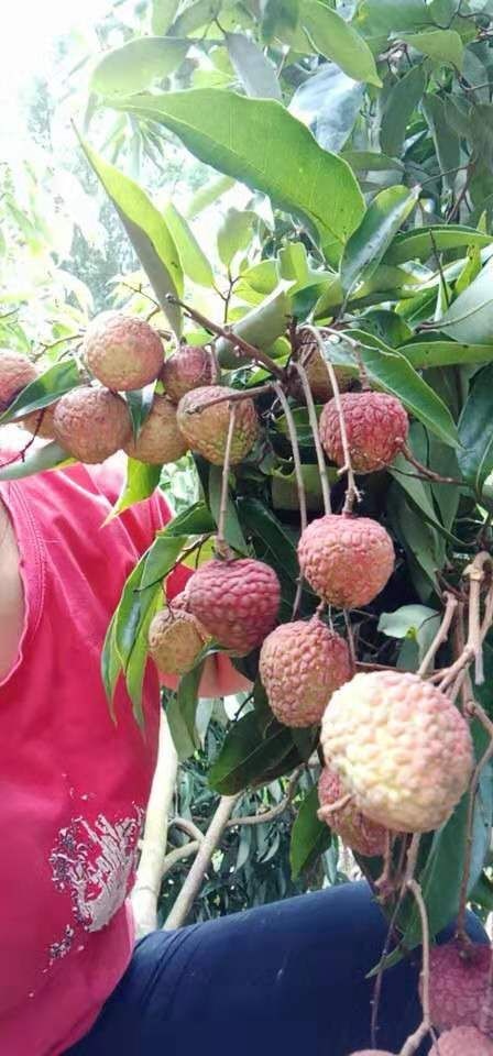 灵山县无核荔枝苗 