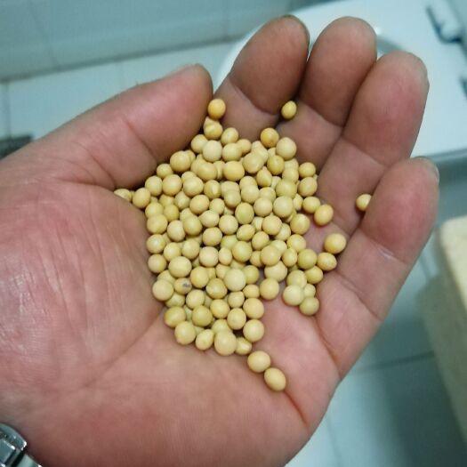 萝北县芽豆690 生大豆 1等品 