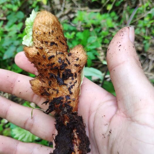 马山县虎爪姜 混装通货 水洗 