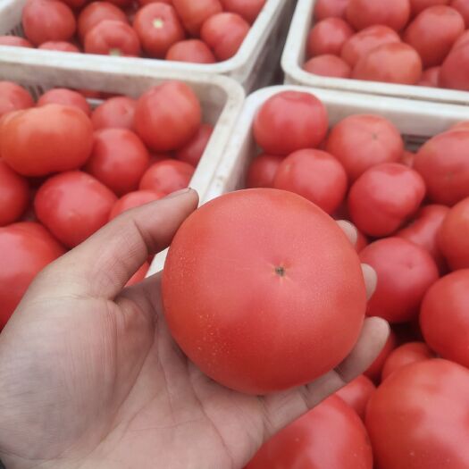 菏泽硬粉西红柿 弧二以上