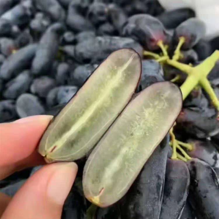 蓝宝石葡萄苗 