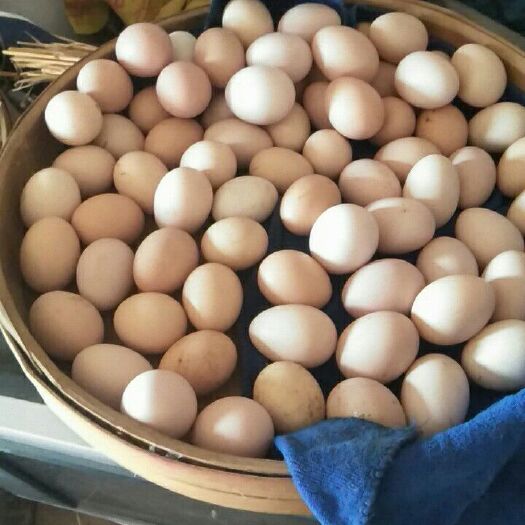 漳平市土鸡蛋 食用 简包装