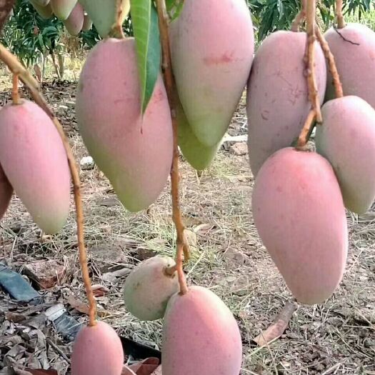 东方贵妃芒 4两以上 