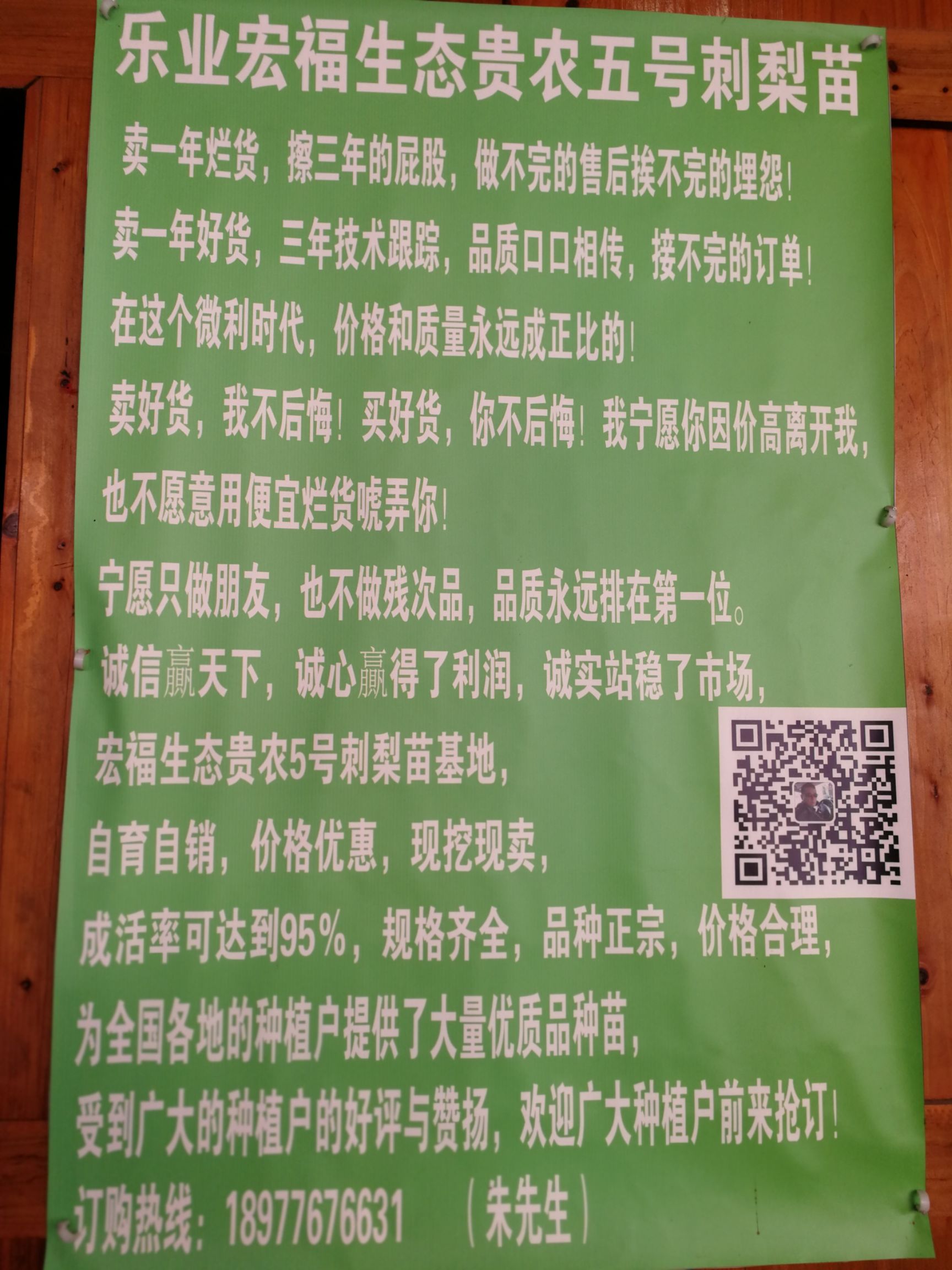 刺梨苗 全国**质三年刺梨种苗