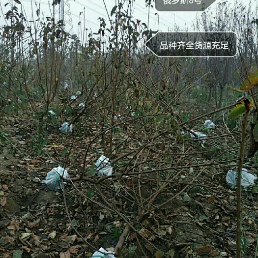 青岛脱毒矮化樱桃苗 长期供应大樱桃苗