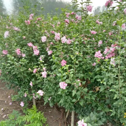 沭阳县红花木槿 