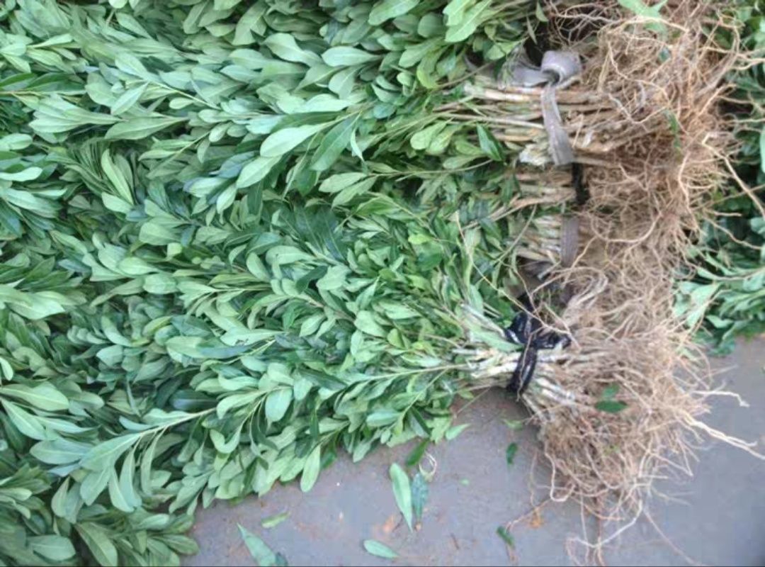 大黑炭杨梅树苗 